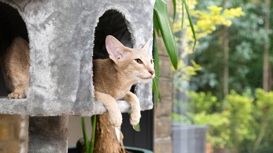 Chat à fourrure légère assis dans un panier de chat gris.