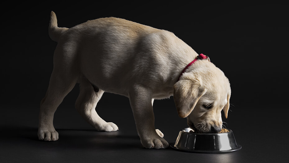 Labrador puppy eet uit een kom