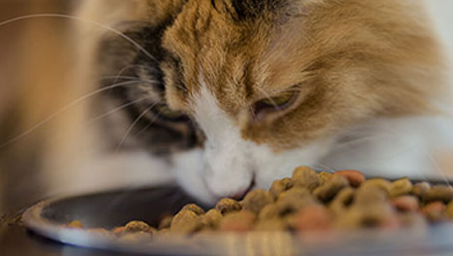 Schildpadkat die kom met voedsel eet