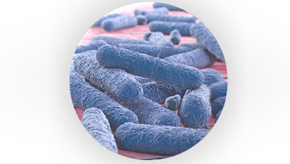 Pre-biotische bacteriën