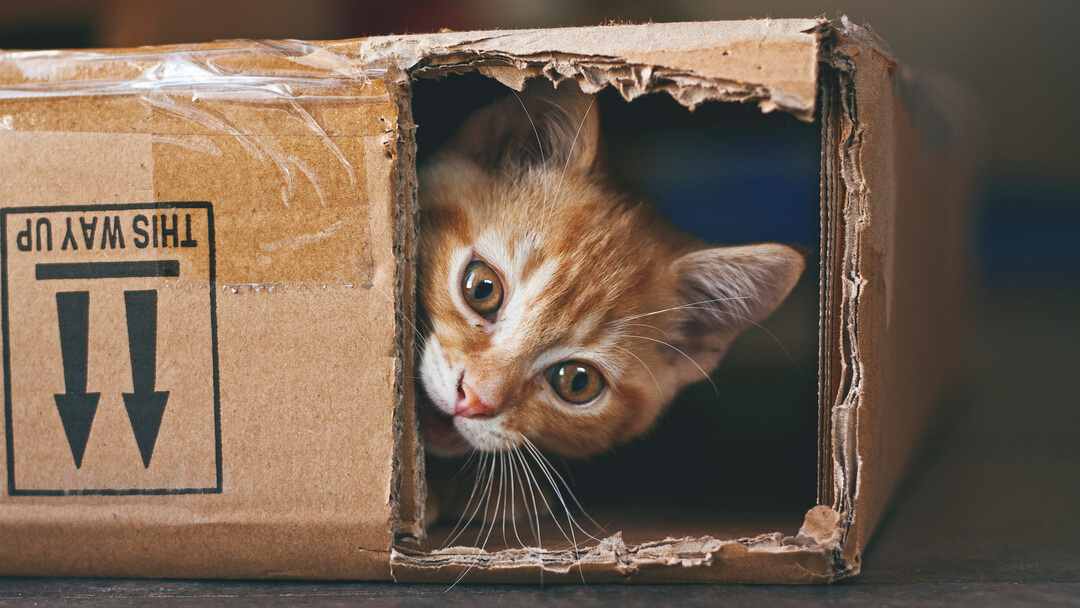 gemberkat verstopt in een kartonnen doos