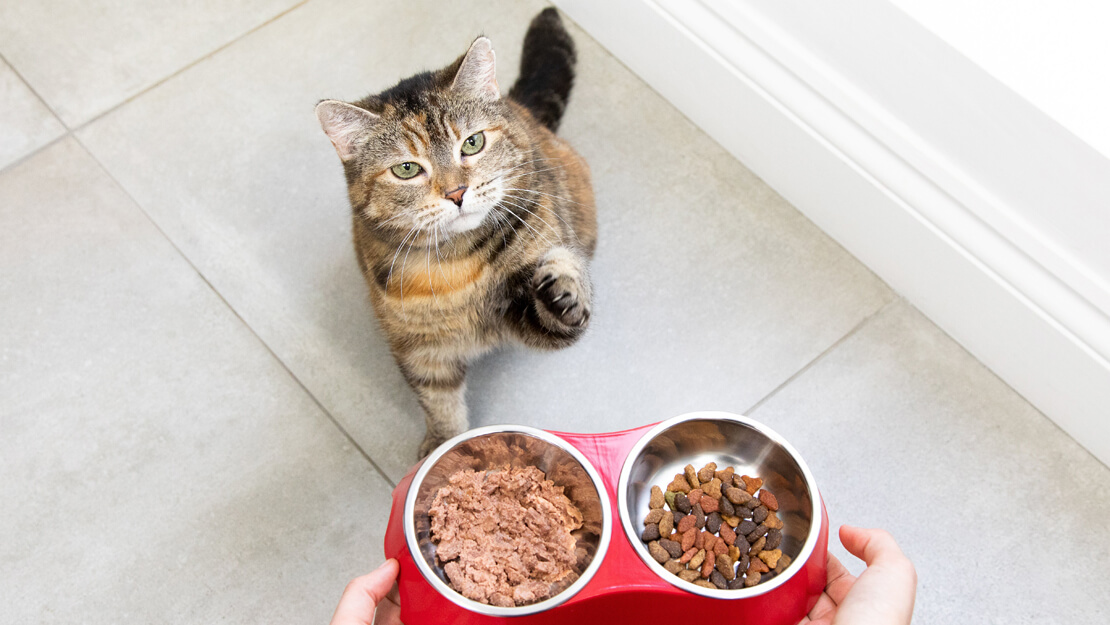 Nourriture pour chats : repas nutritifs pour chats heureux