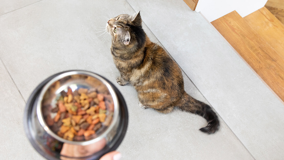 PURINA voeding voor katten met maag-darmproblemen