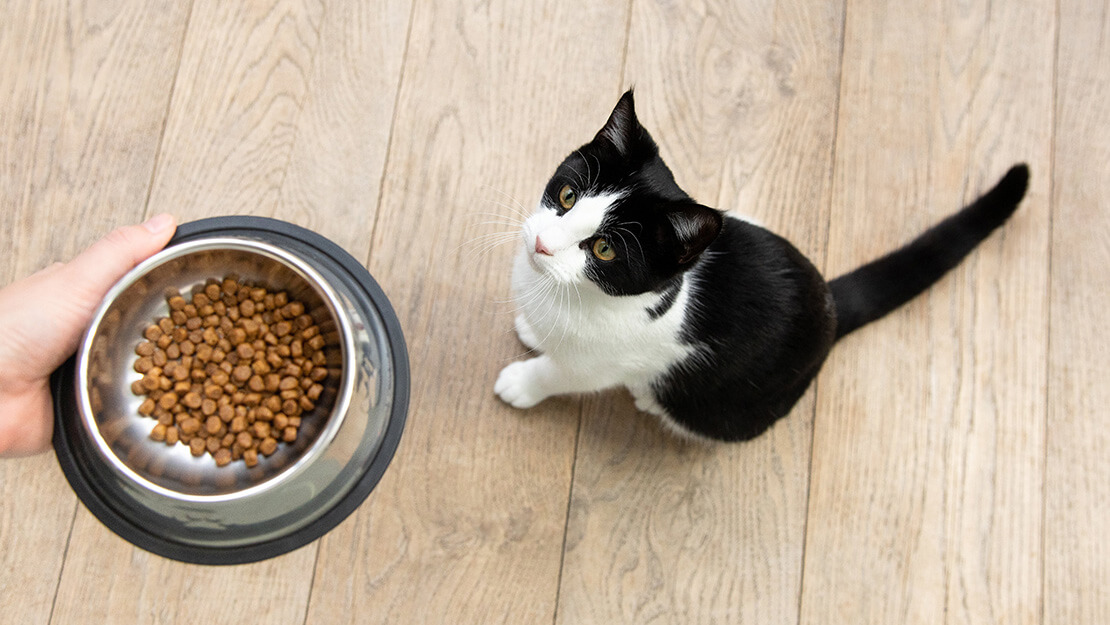 Aliments pour chats sans céréales
