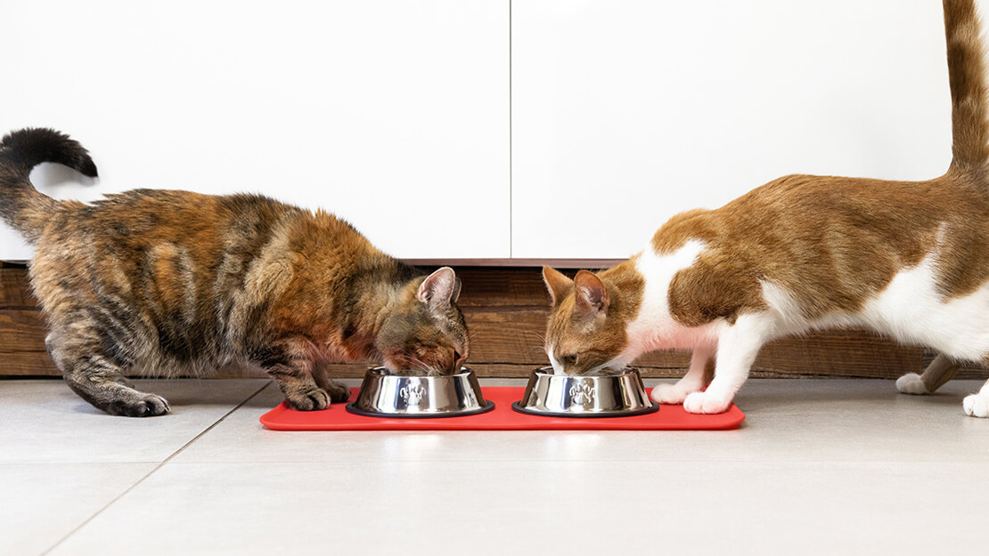 PURINA Alimentation hypoallergénique pour chats