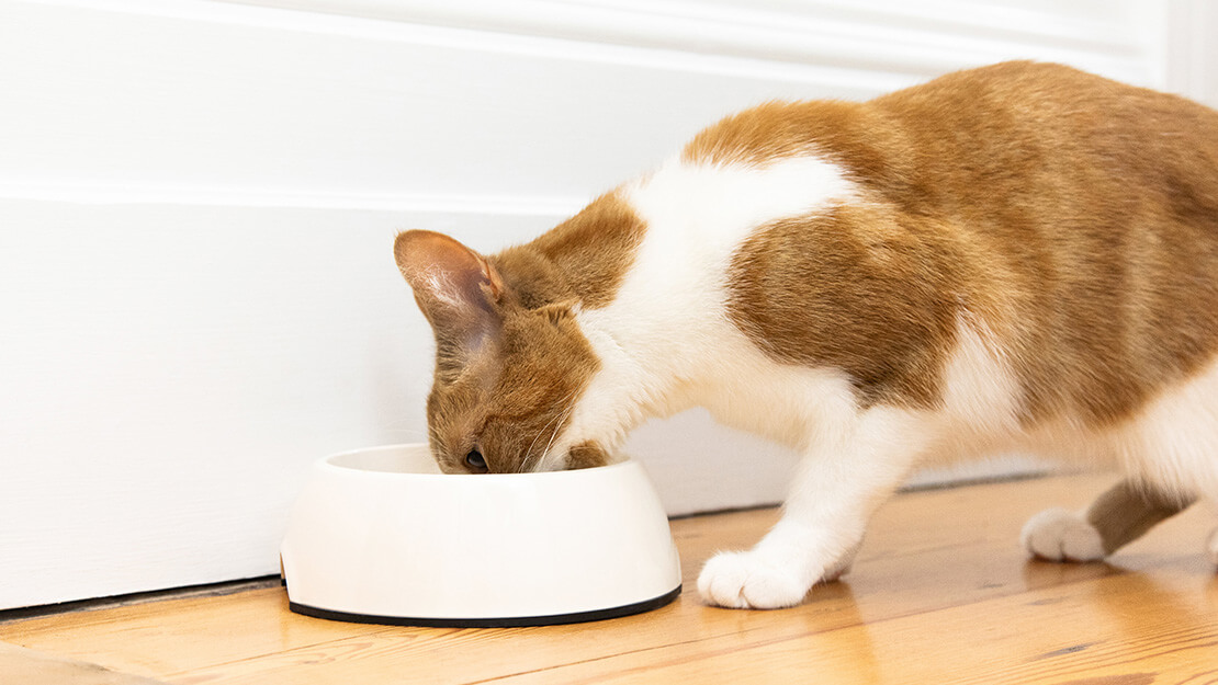Page de liste de digestion sensible aux aliments pour chats 