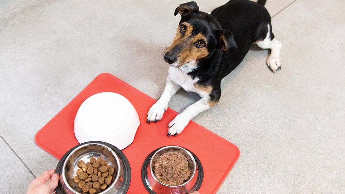 Page de liste des aliments pour chiens adultes