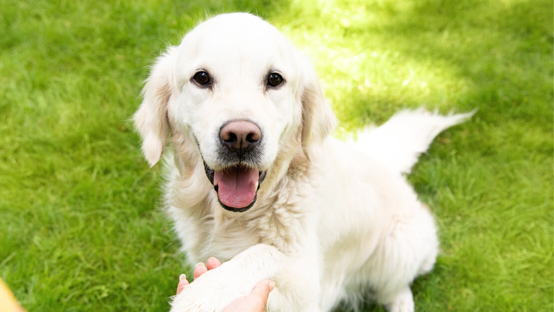 Page de liste de nourriture pour chiens de grandes races