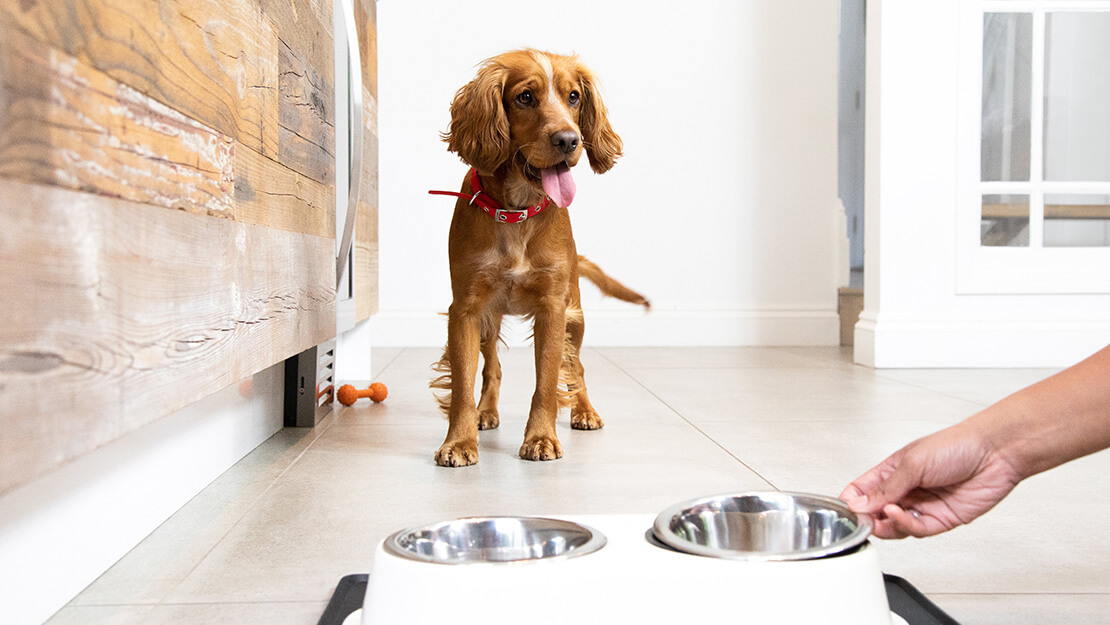 Purina Pro Plan Veterinary Diets voor gastro-intestinale klachten bij honden