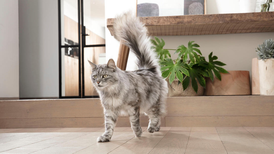 Page de liste des aliments pour chats Purina One