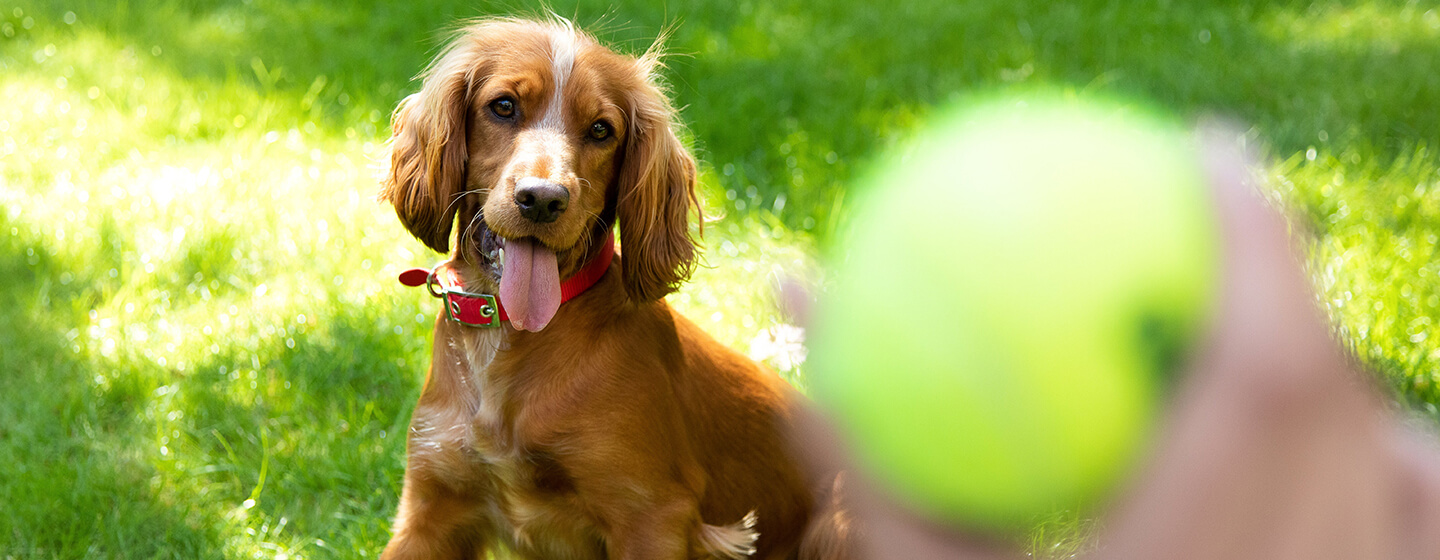 Chien jouant avec balle de tennis