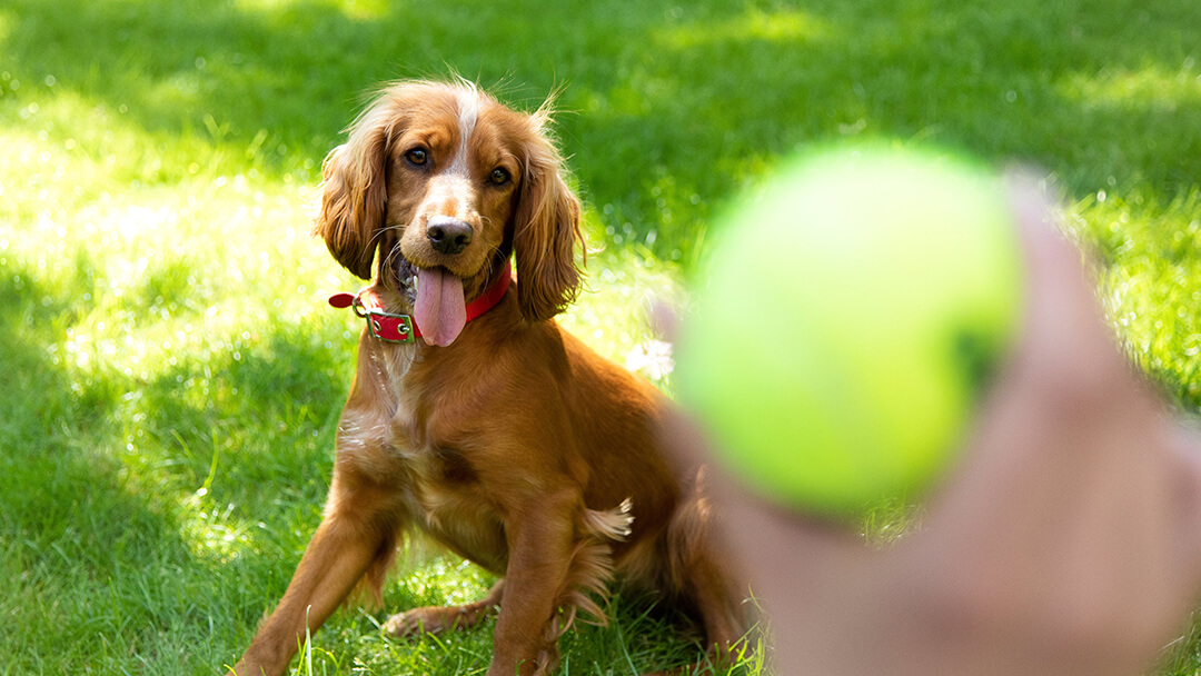 Chien jouant avec balle de tennis