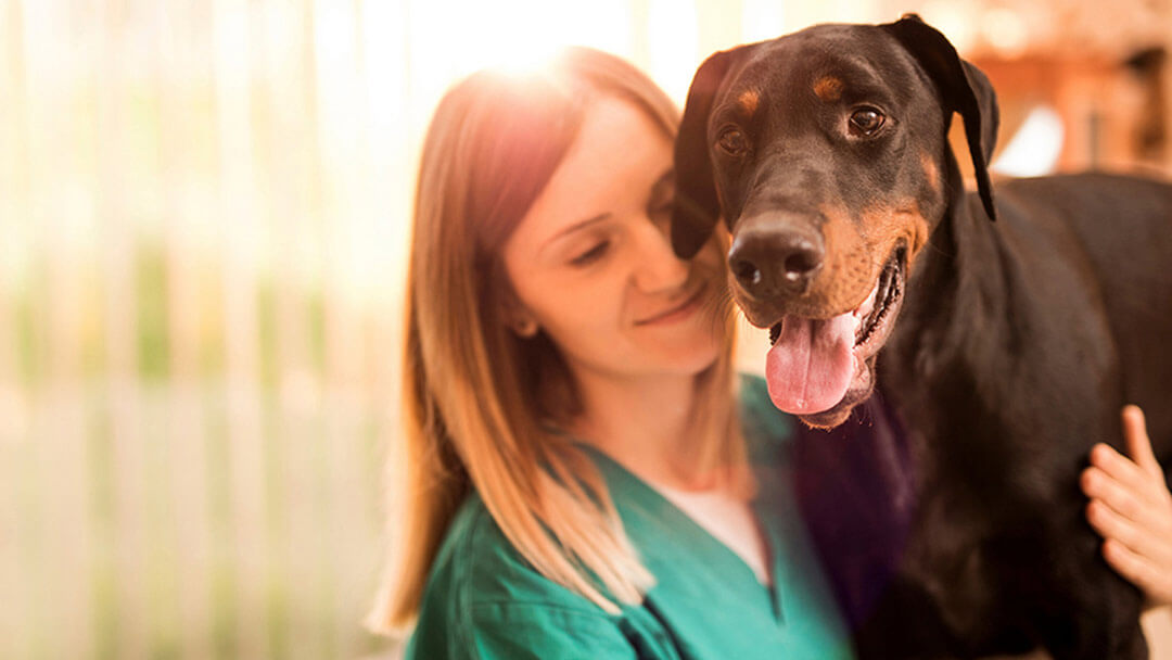 Hond geknuffeld door eigenaar