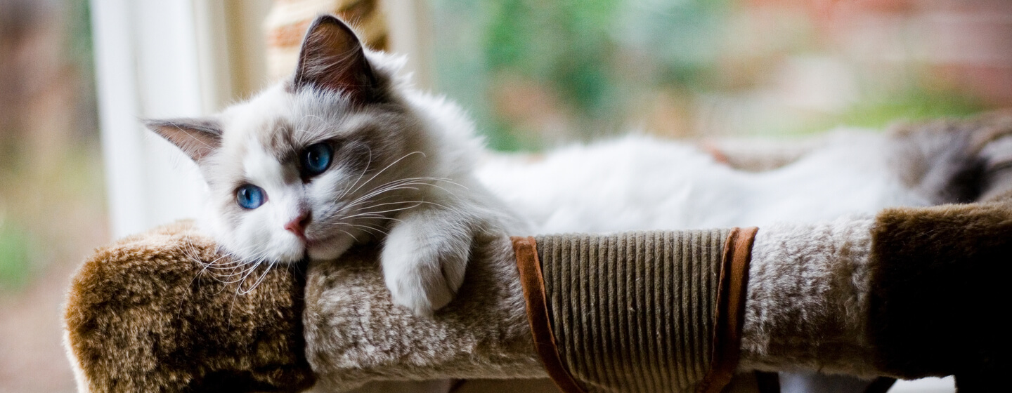 pluizig katje met blauwe ogen liggend in een bed
