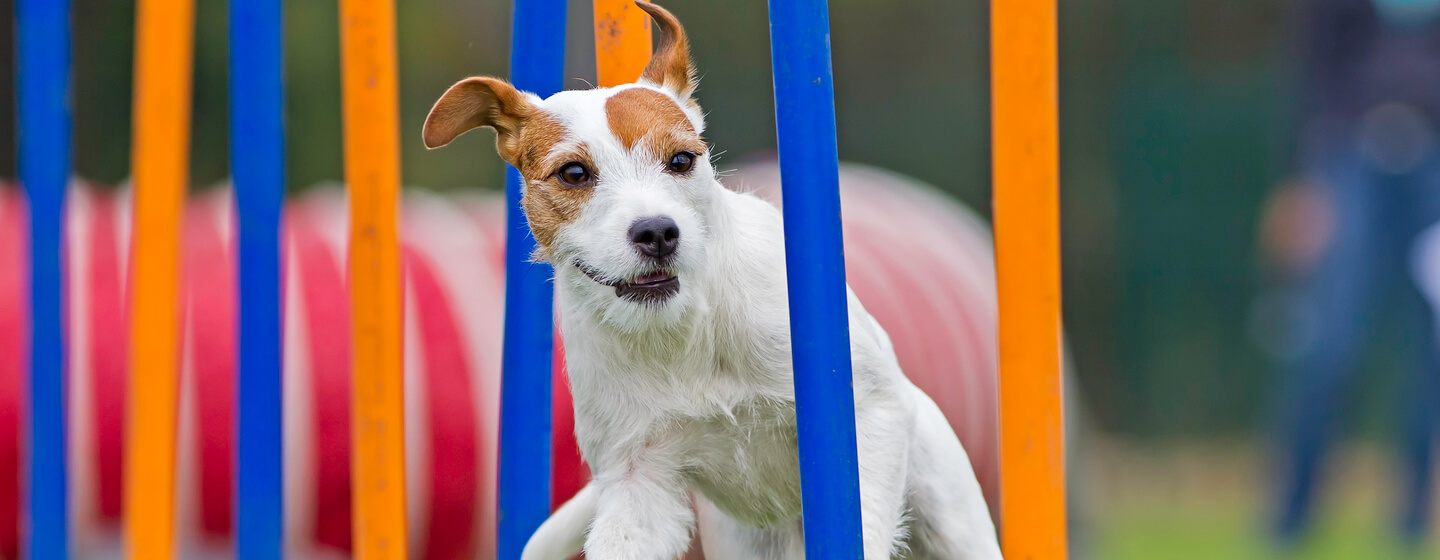 kleine hond die op een behendigheidscursus loopt