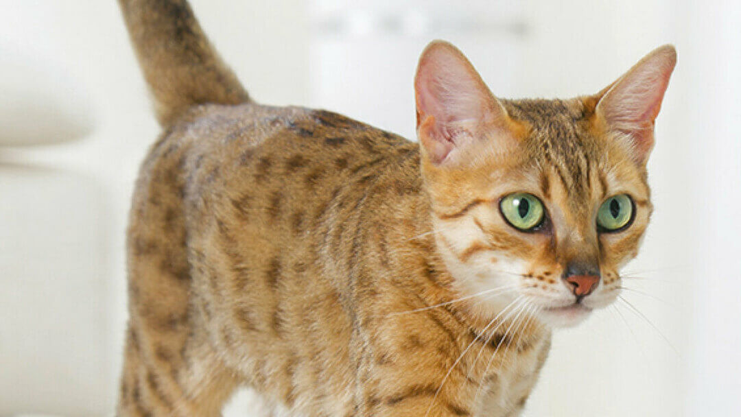 chat du Bengale aux yeux verts