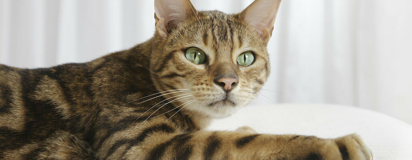 Close up van Bengalen kat met groene ogen