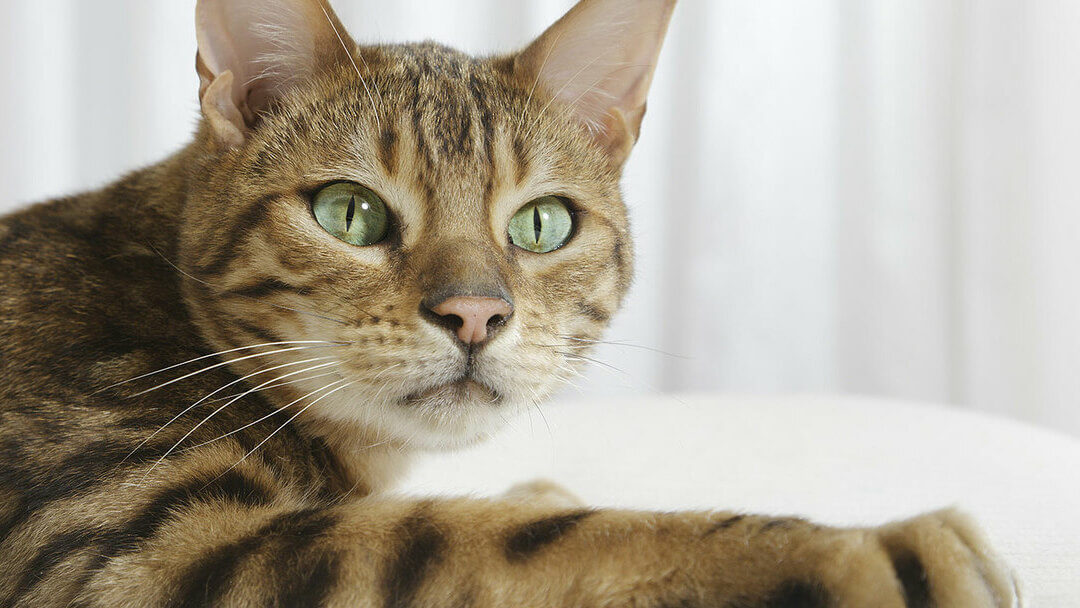 Gros plan du chat du Bengale aux yeux verts