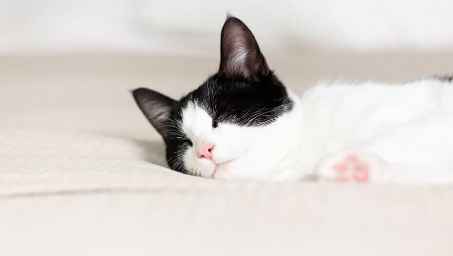 Chat noir et blanc endormi