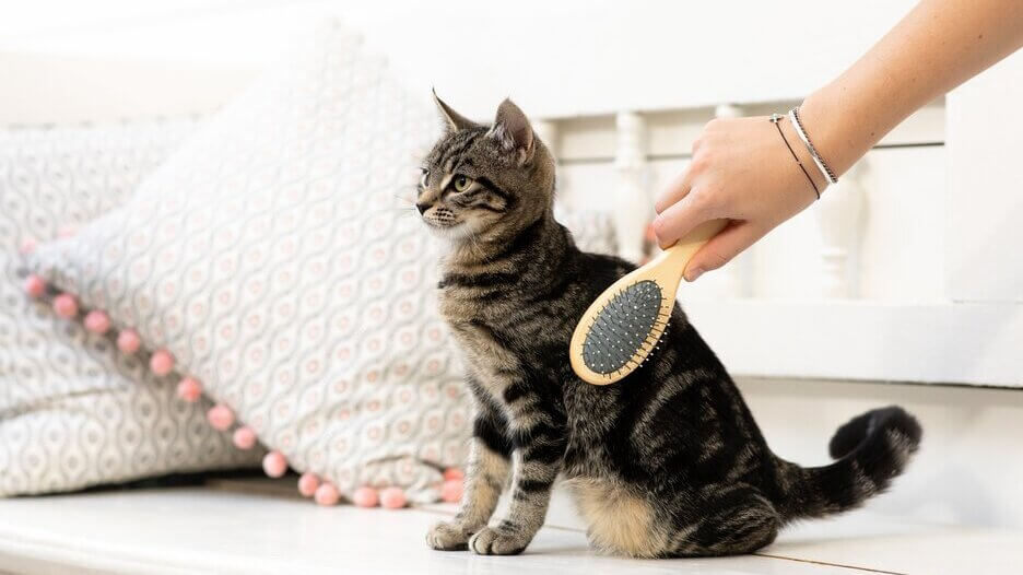Chaton brossé par le propriétaire