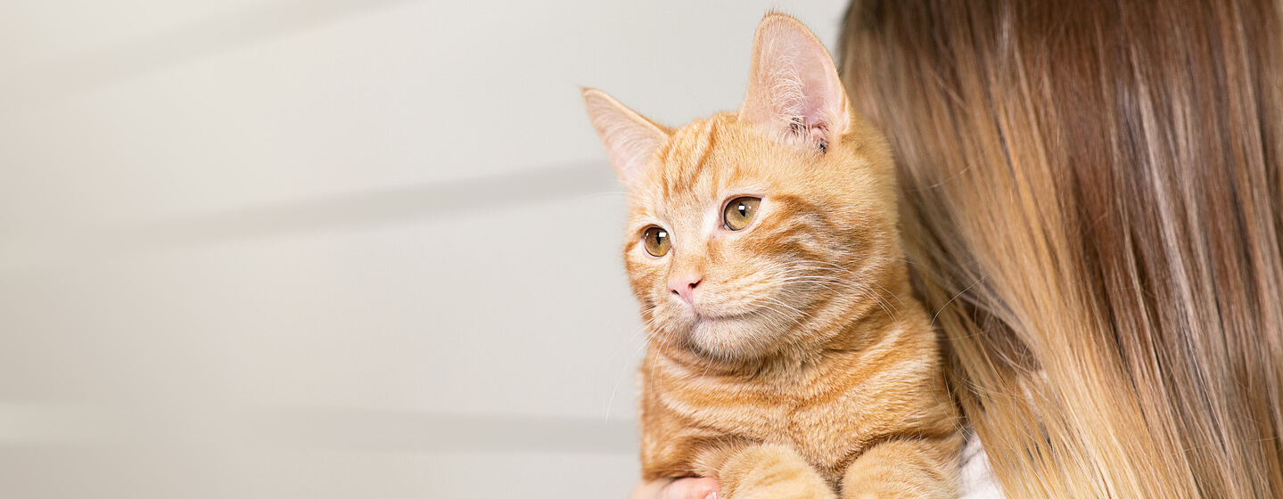 gemberkat op de schouders van de vrouw