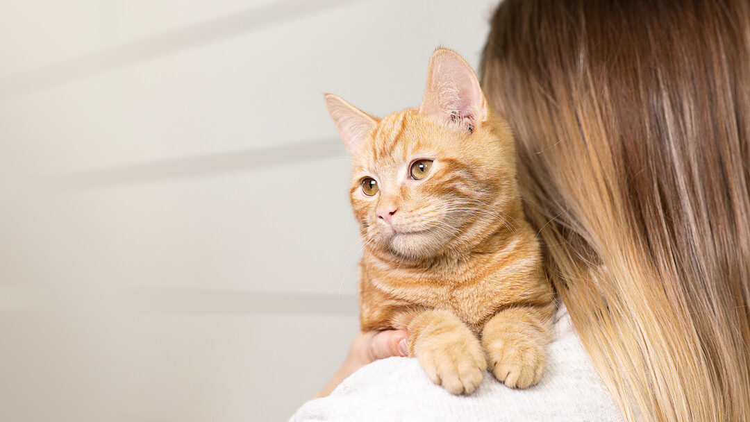 Chat roux sur les épaules de la femme