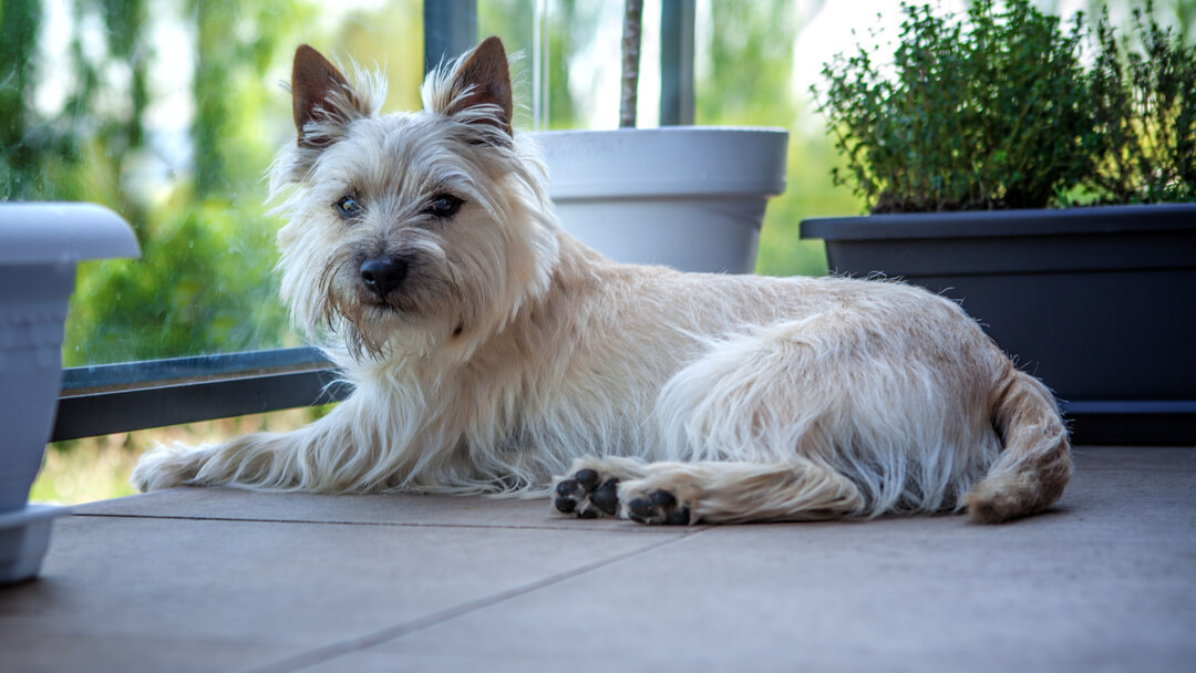 chien repos tête rocher