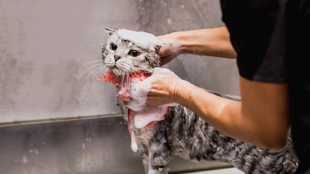 grijze kat gebaad door eigenaar