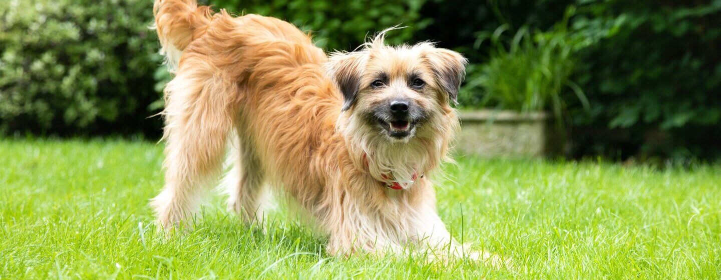 Un chien brun à poil long jouant sur l'herbe avec la queue en l'air.
