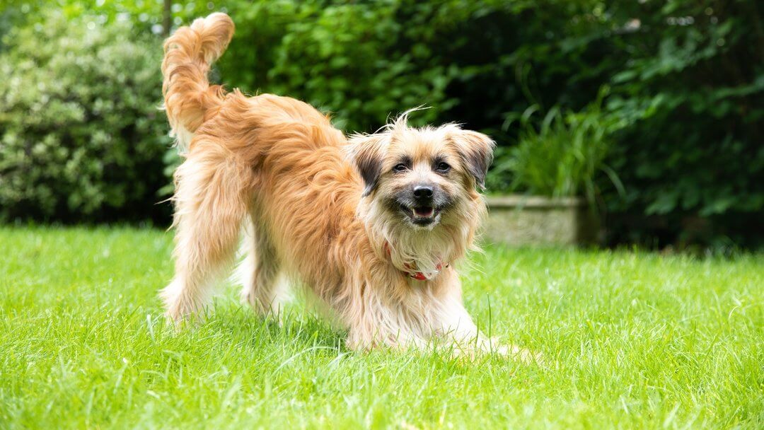 Un chien brun à poil long jouant sur l'herbe avec la queue en l'air.