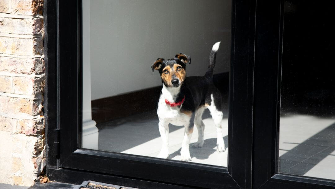 Jack Russell Terrier met rode kraag kijkt uit het raam.