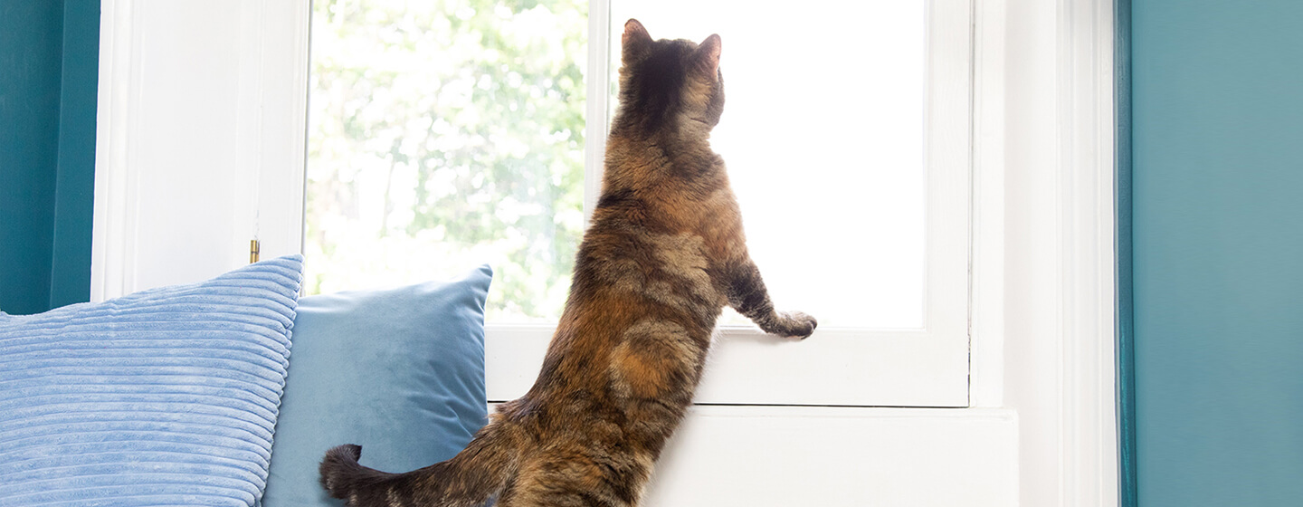 chat regardant par la fenêtre