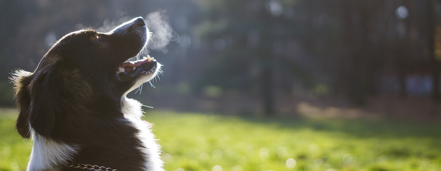 hond uitademen in koude lucht