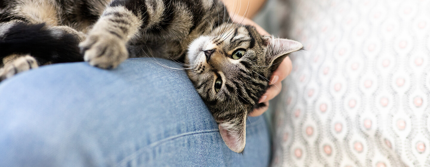 chat posé sur les genoux du propriétaire