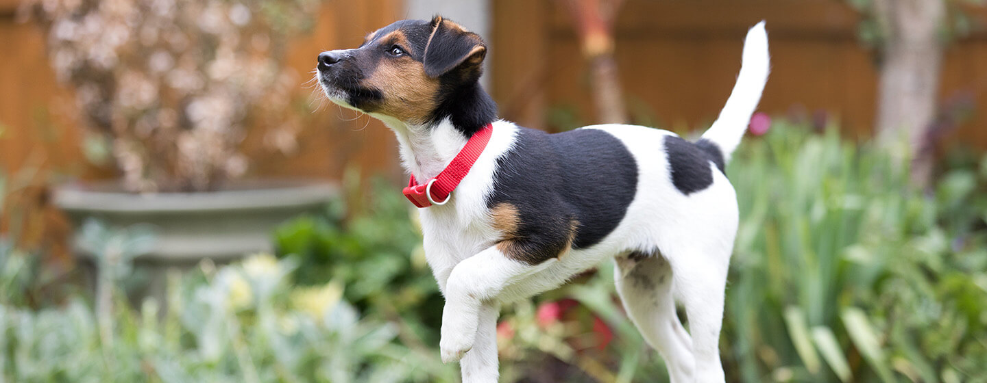 chiot heureux à l'extérieur sur l'herbe