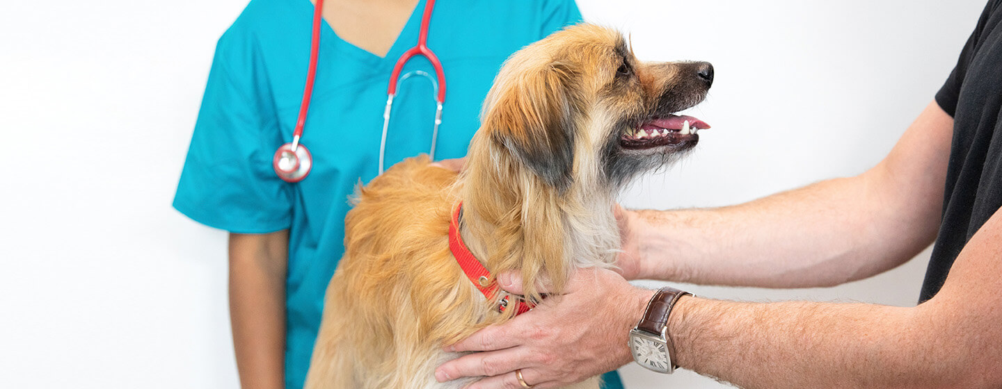 hond krijgt controle bij de dierenarts