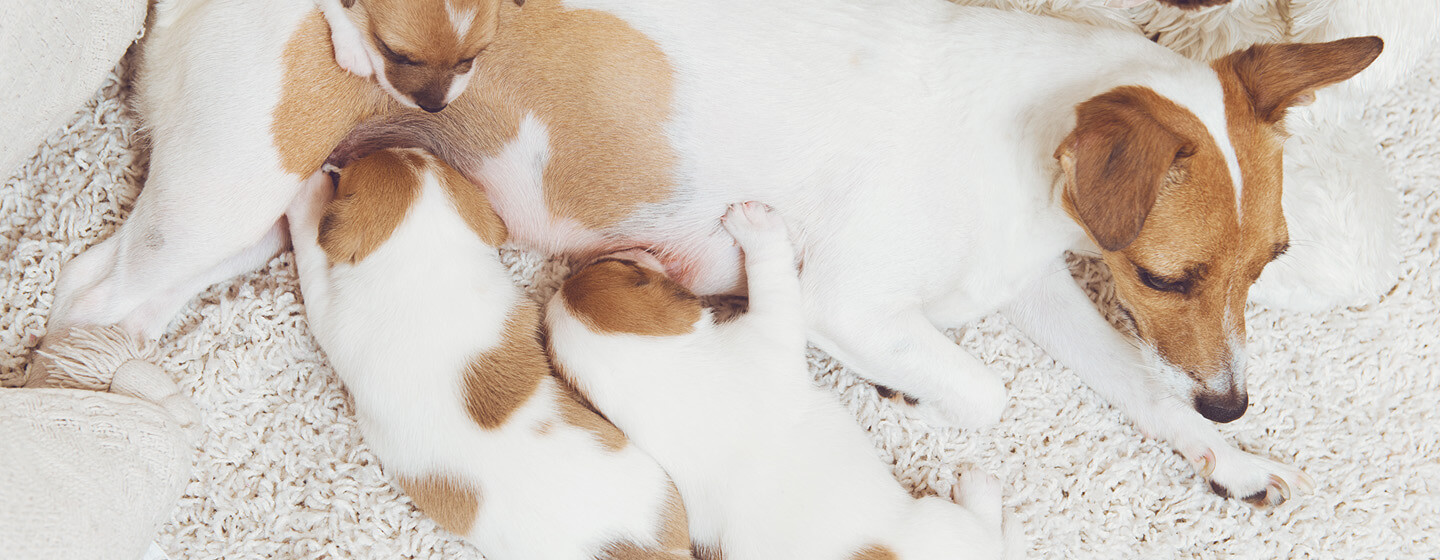 Chienne enceinte avec des chiots