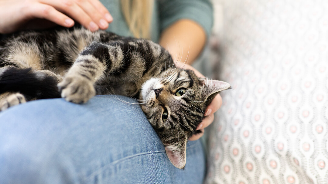 chat posé sur les genoux du propriétaire