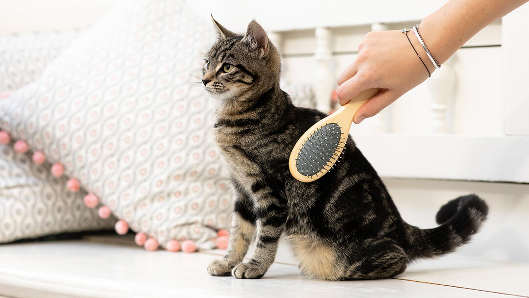 kitten wordt verzorgd