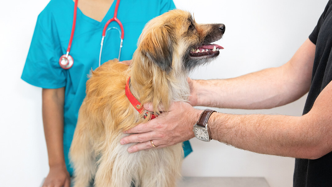 chien se vérifie chez le vétérinaire