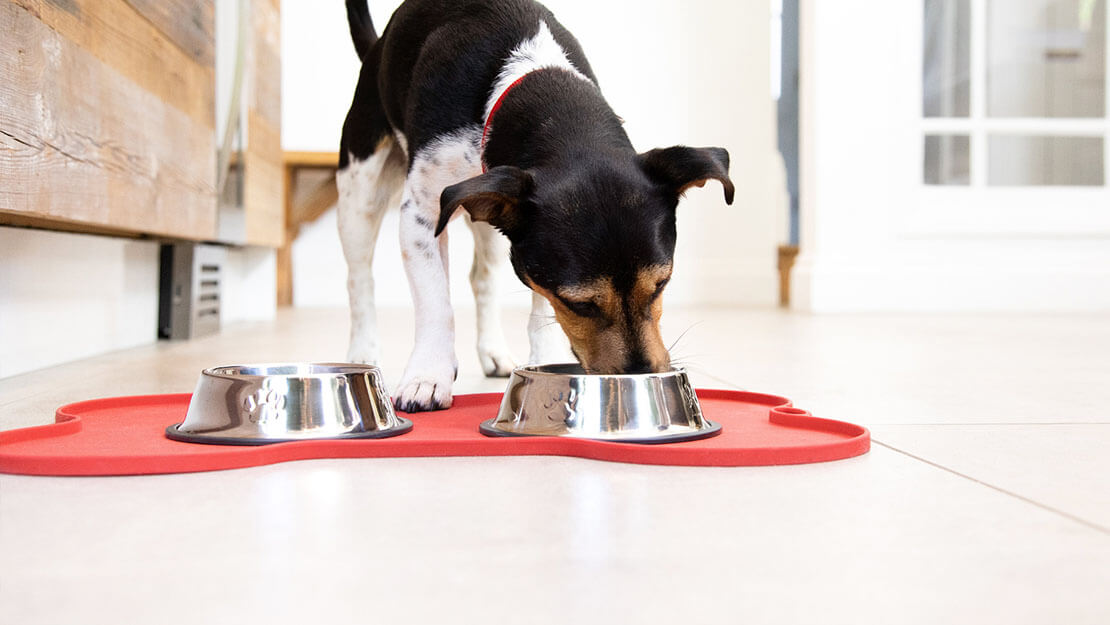 Chien mangeant dans un bol