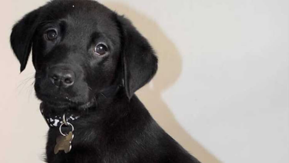 chiot labrador noir