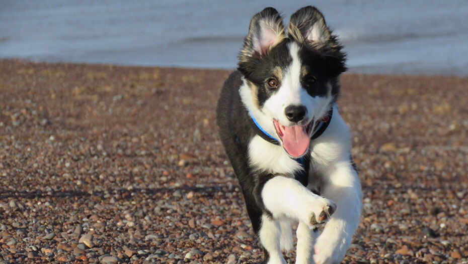 chiot qui longe la plage