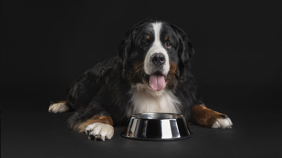 PURINA PRO PLAN Hond Gevoelige Spijsvertering