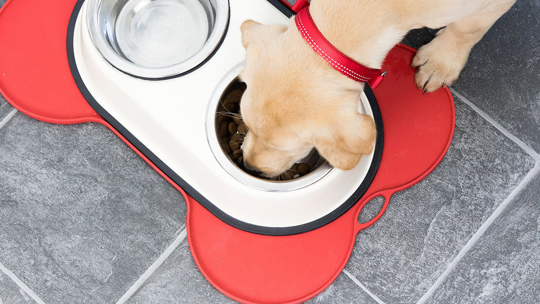 chiot mangeant sur un bol de nourriture