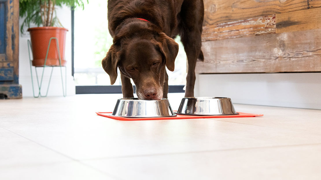 Purina Pro Plan Veterinary Diets nierondersteuning voor honden