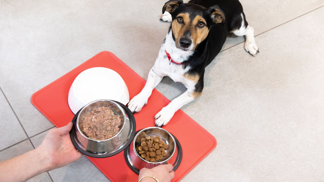 chien nourri avec de la nourriture humide