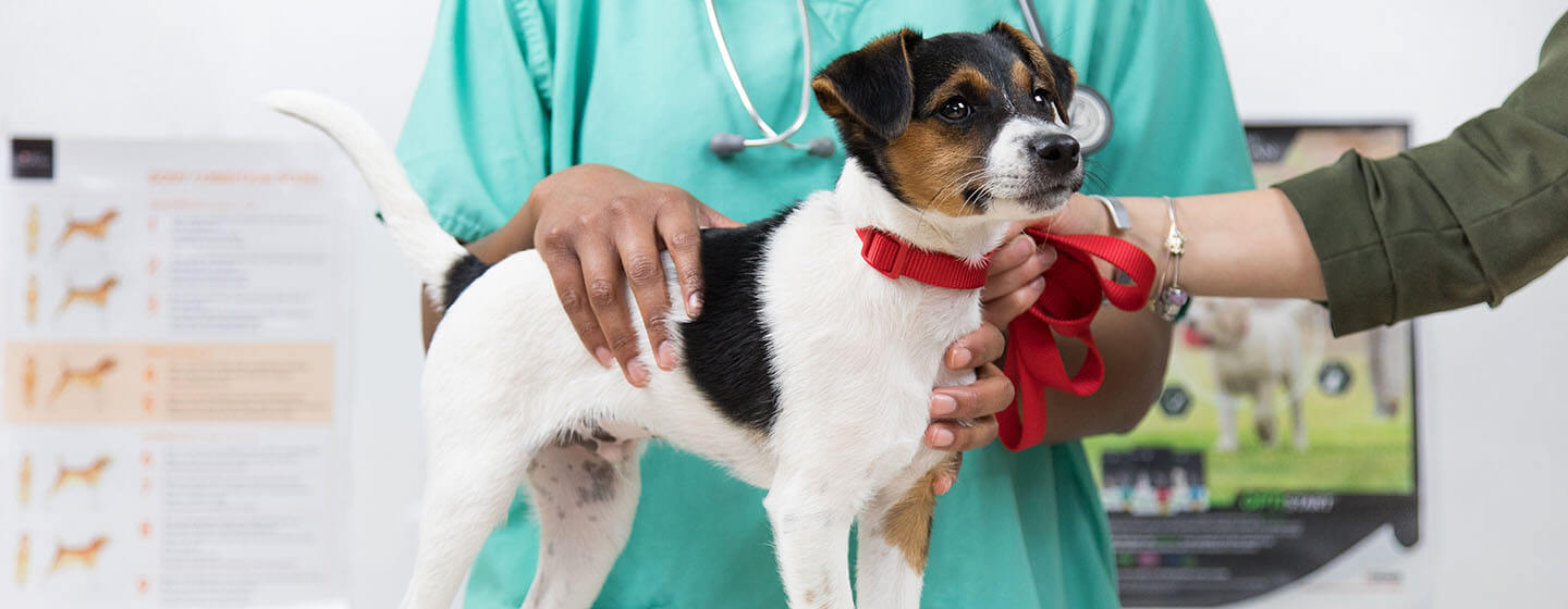 Chien est examiné chez le vétérinaire