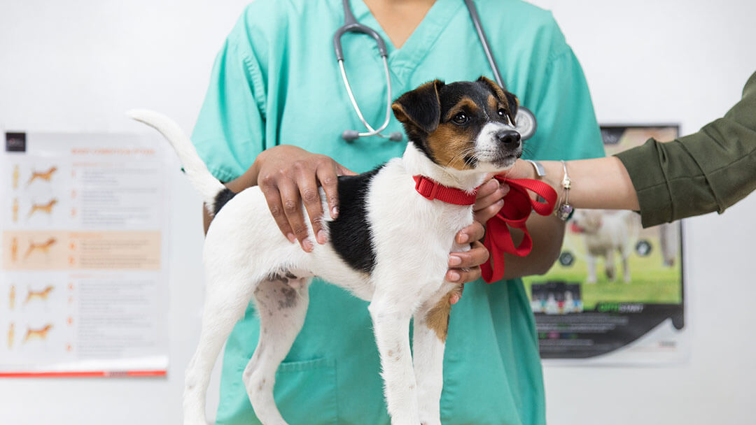 Chien est examiné chez le vétérinaire