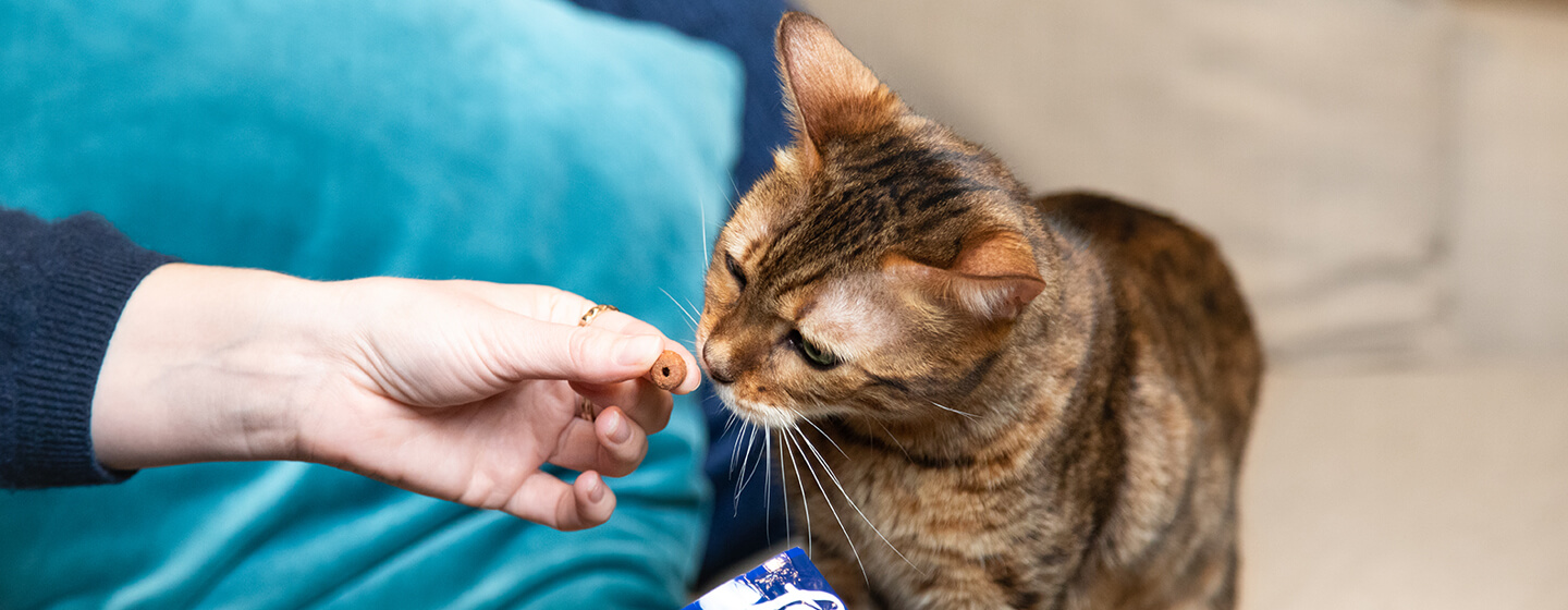 Chat profitant d'une friandise felix